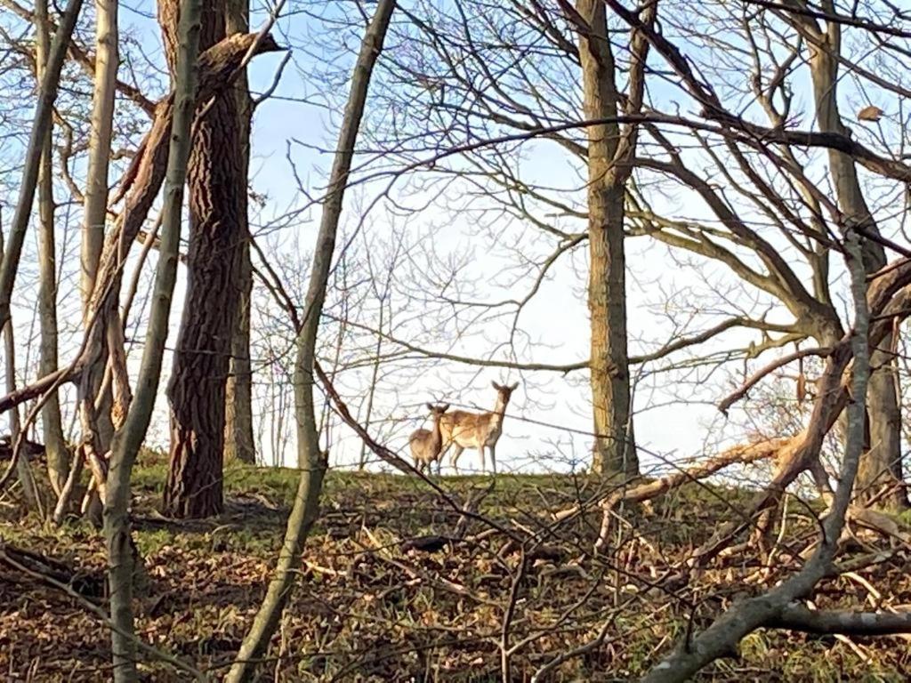 Overnachten In Zeeland Burgh-Haamstede Eksteriør billede
